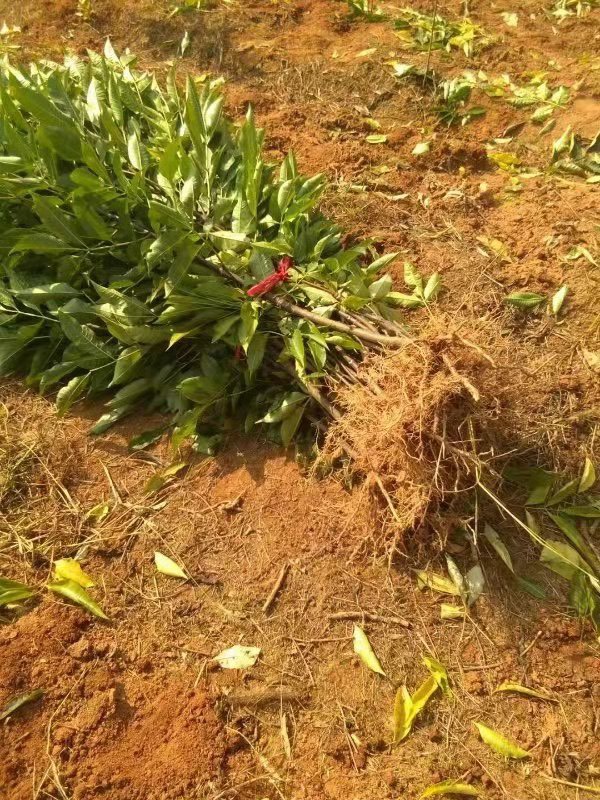 吴茱萸苗 中花吴茱萸种苗,茶辣苗批发,吴茱萸扦插苗价格