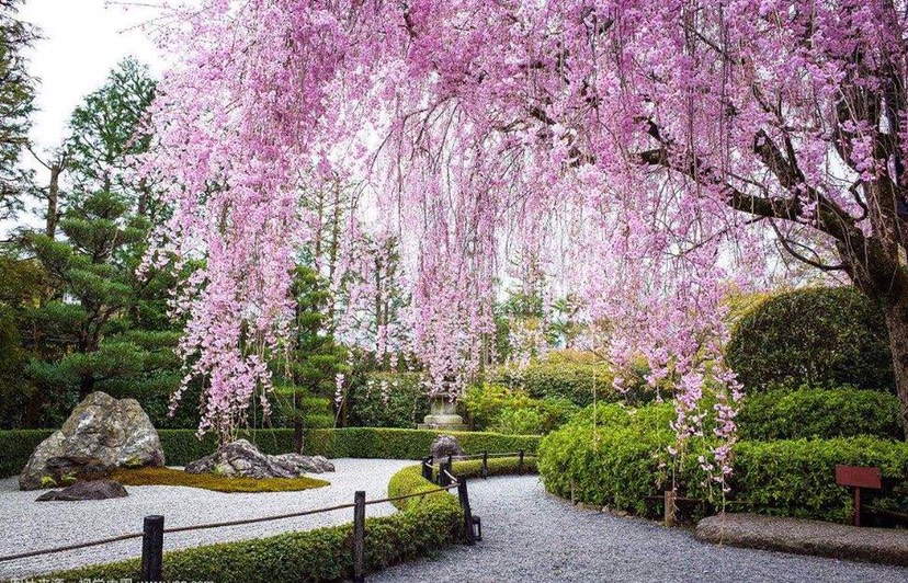 樱花苗日本樱花八重红垂枝樱花树苗日本枝垂樱适合地栽盆景盆栽