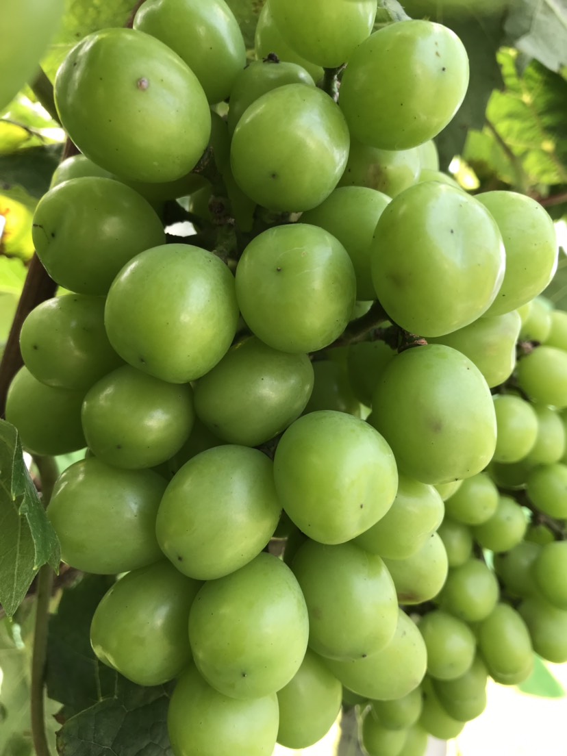 阳光玫瑰葡萄.夏黑葡萄
