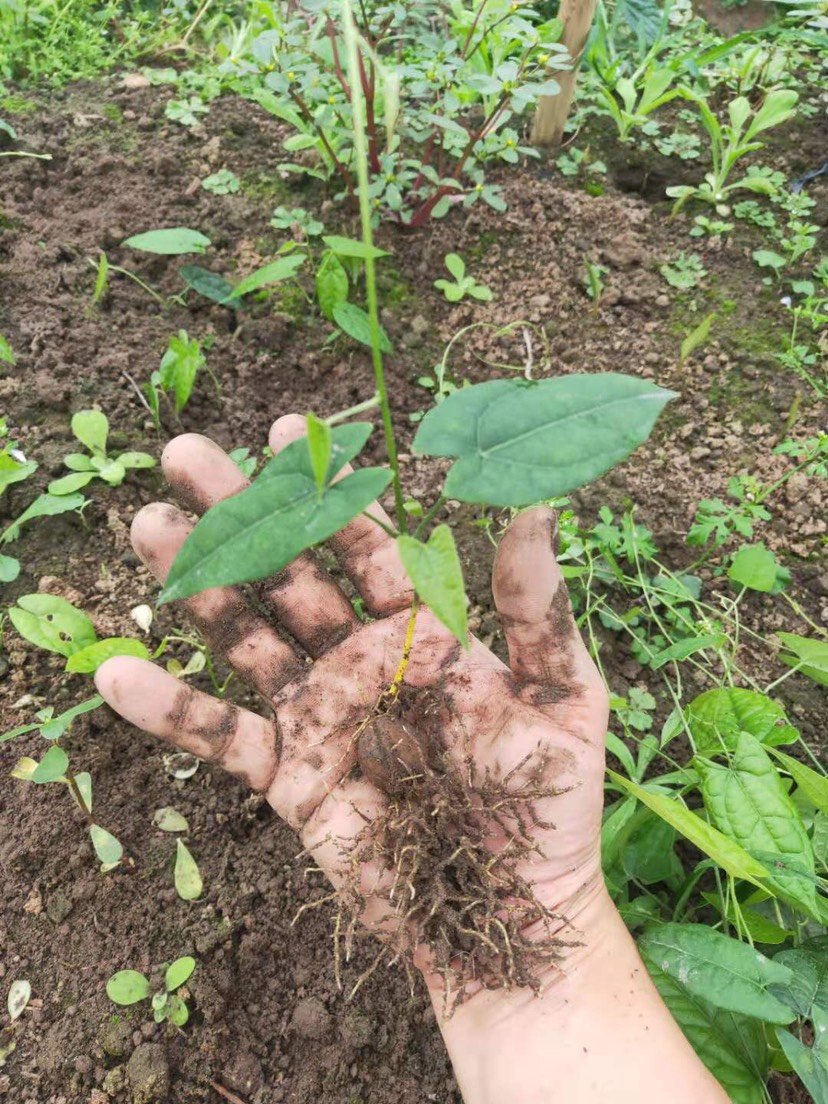 地苦胆苗 金果榄苗 山茨菇 青牛胆 地苦胆