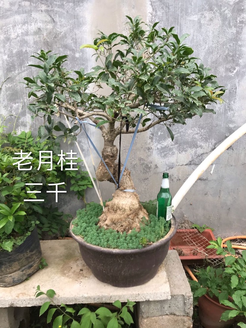 月桂 桂花盆景,养植,欣赏,收藏