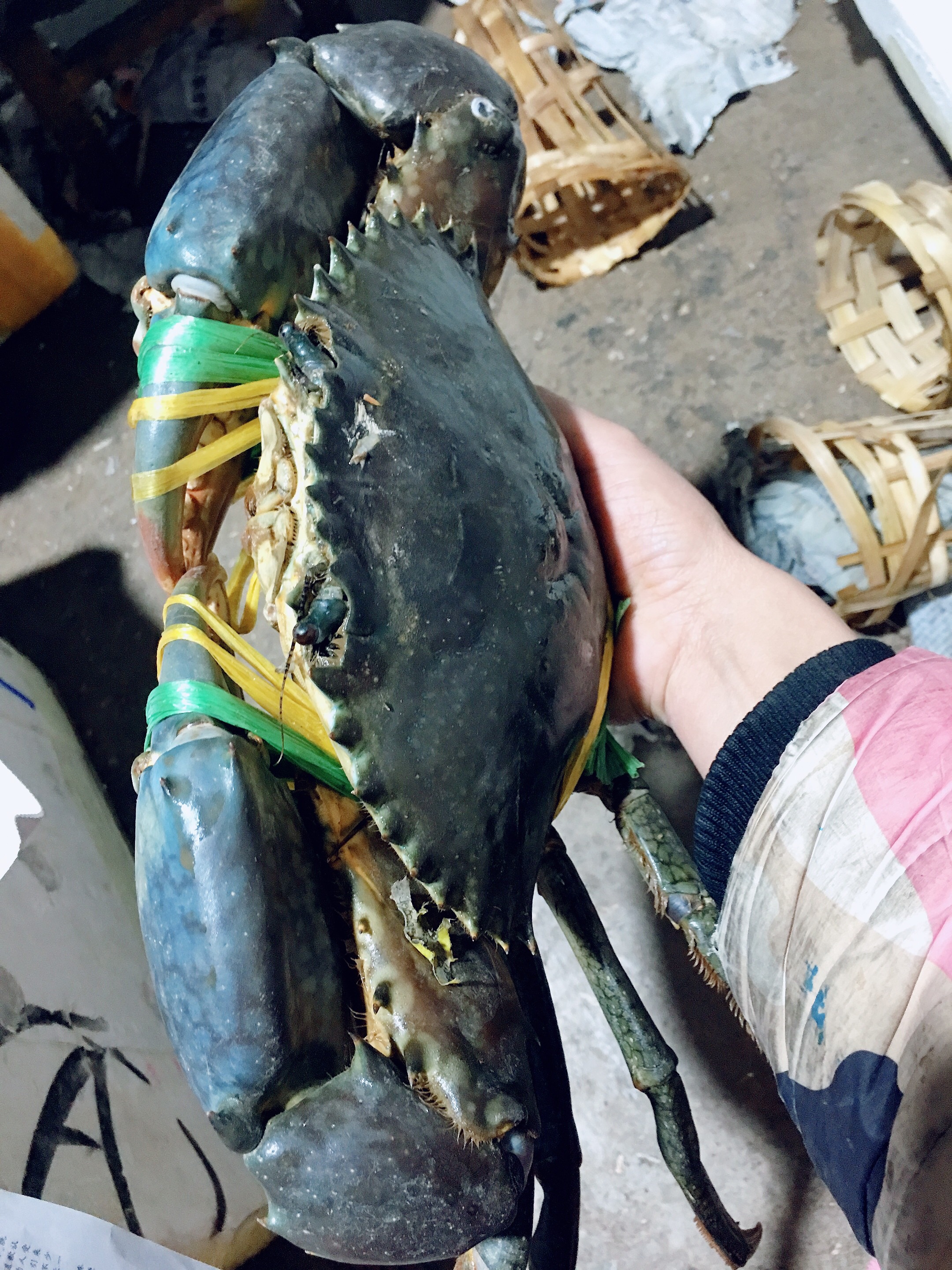 锯缘青蟹 孟加拉大螃蟹哦,型号3xl~4xl.单只重量400～500克