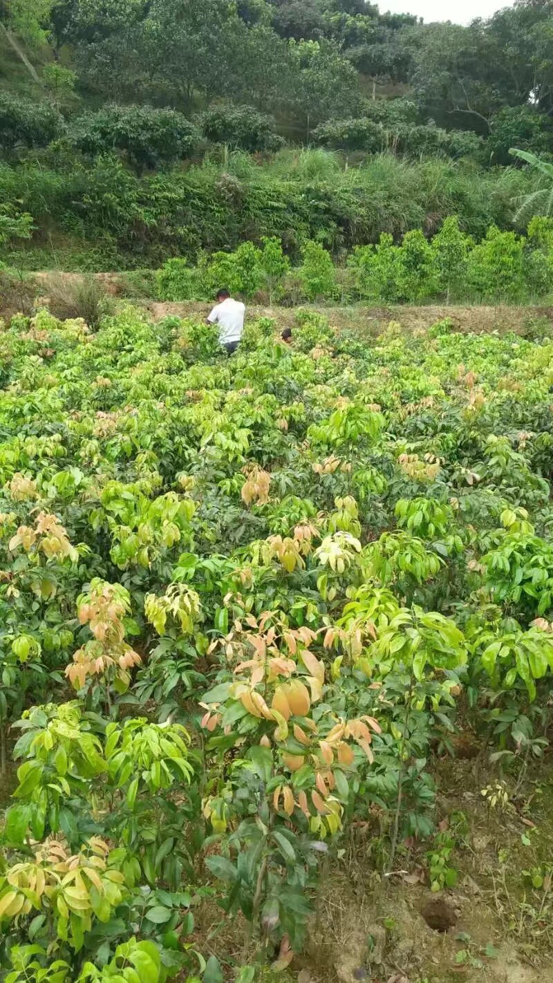 荔枝王苗 荔枝王树果苗