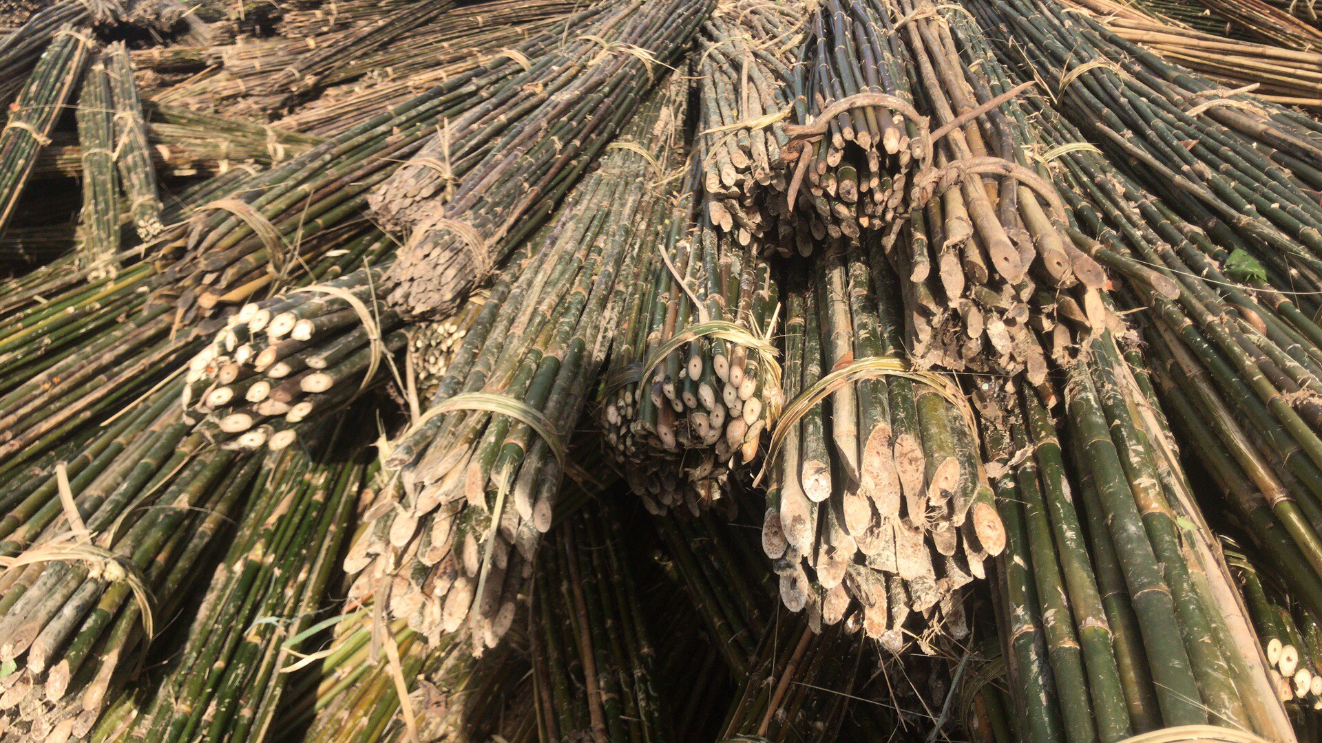 云南保山腾冲市实心竹 豆架竹 蔬菜用竹 菜架竹