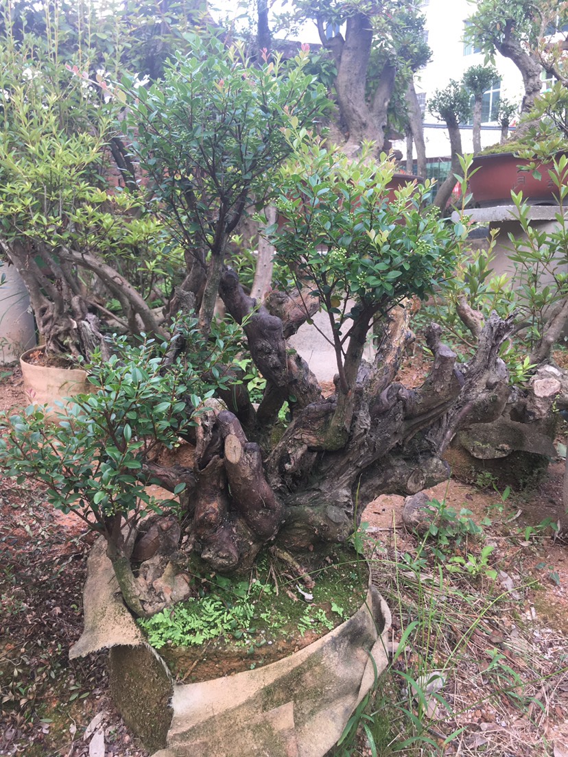 赤楠下山桩 赤楠基地直销提供各种精品造型