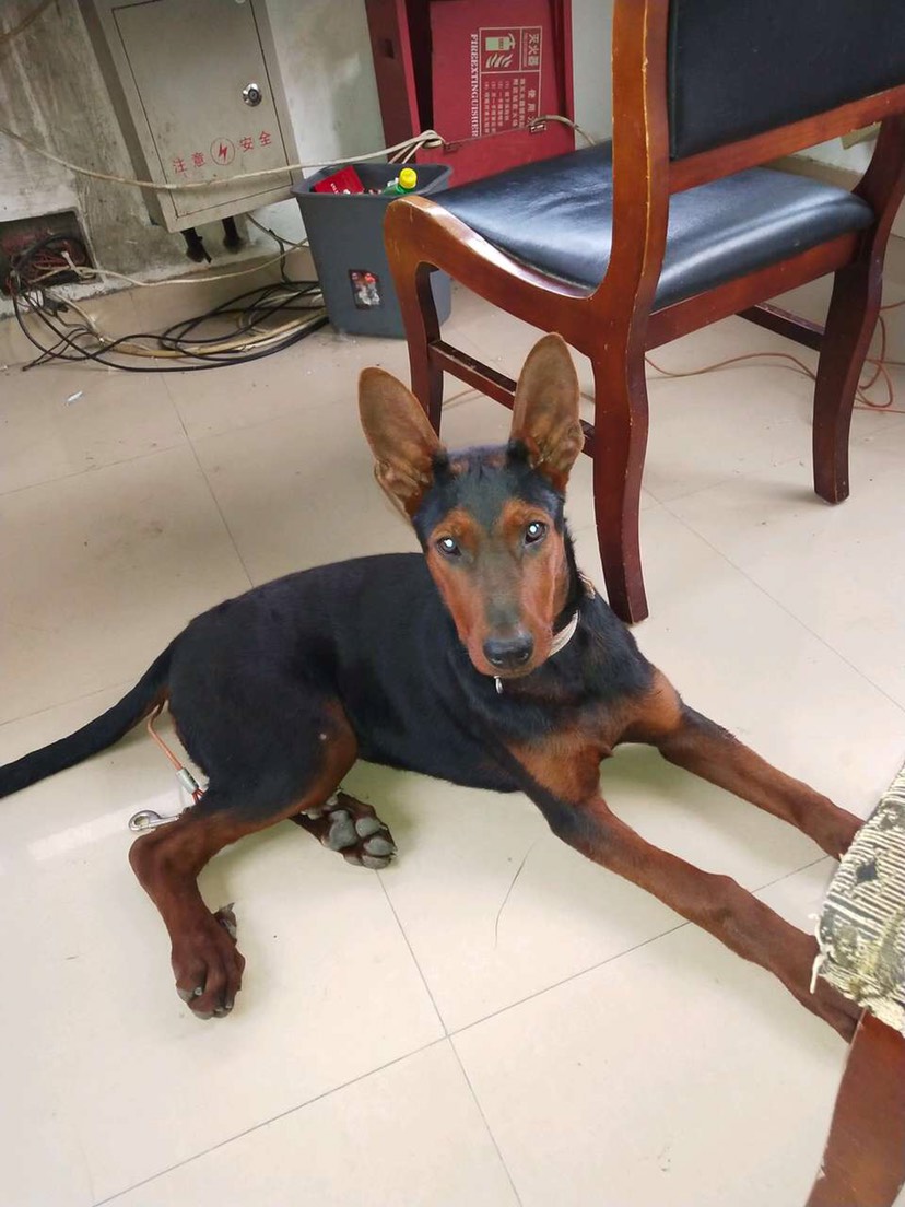 莱州红犬 中国狼犬～莱州红