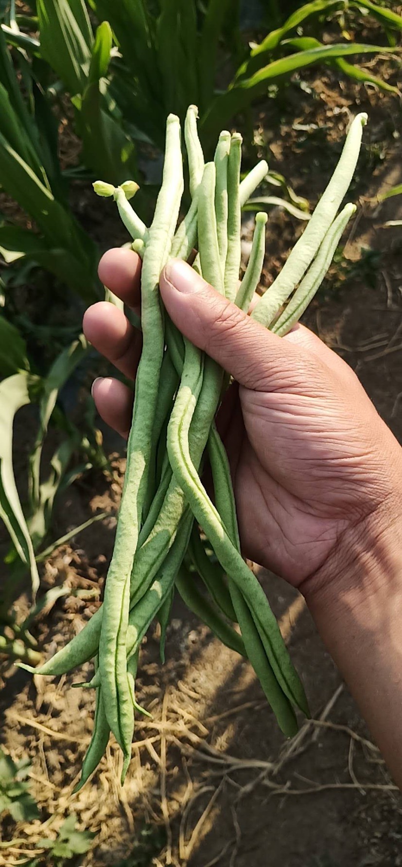 高山架豆王豆角.20cm以上翠绿