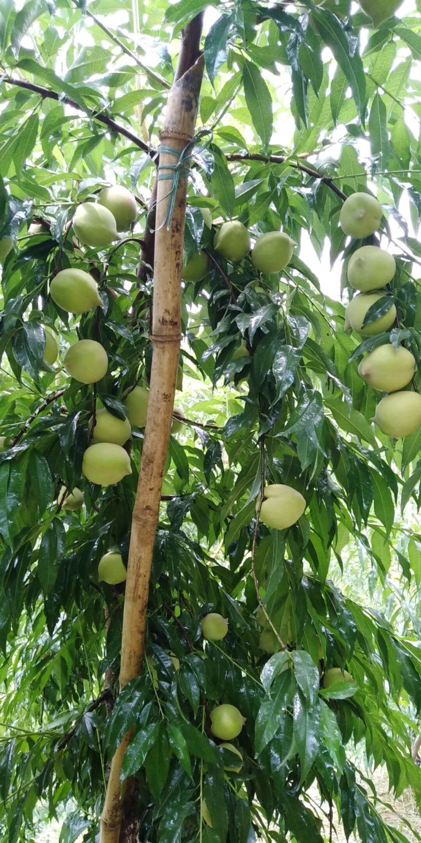 鹰嘴蜜桃 自家果园种植鹰嘴桃,可批发,寻找合作