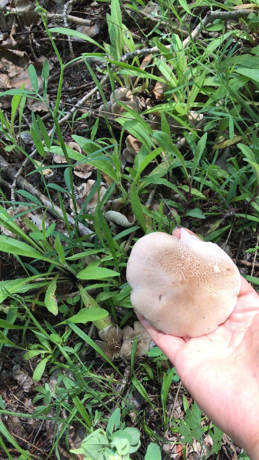 蘑菇 野生棕灰口蘑