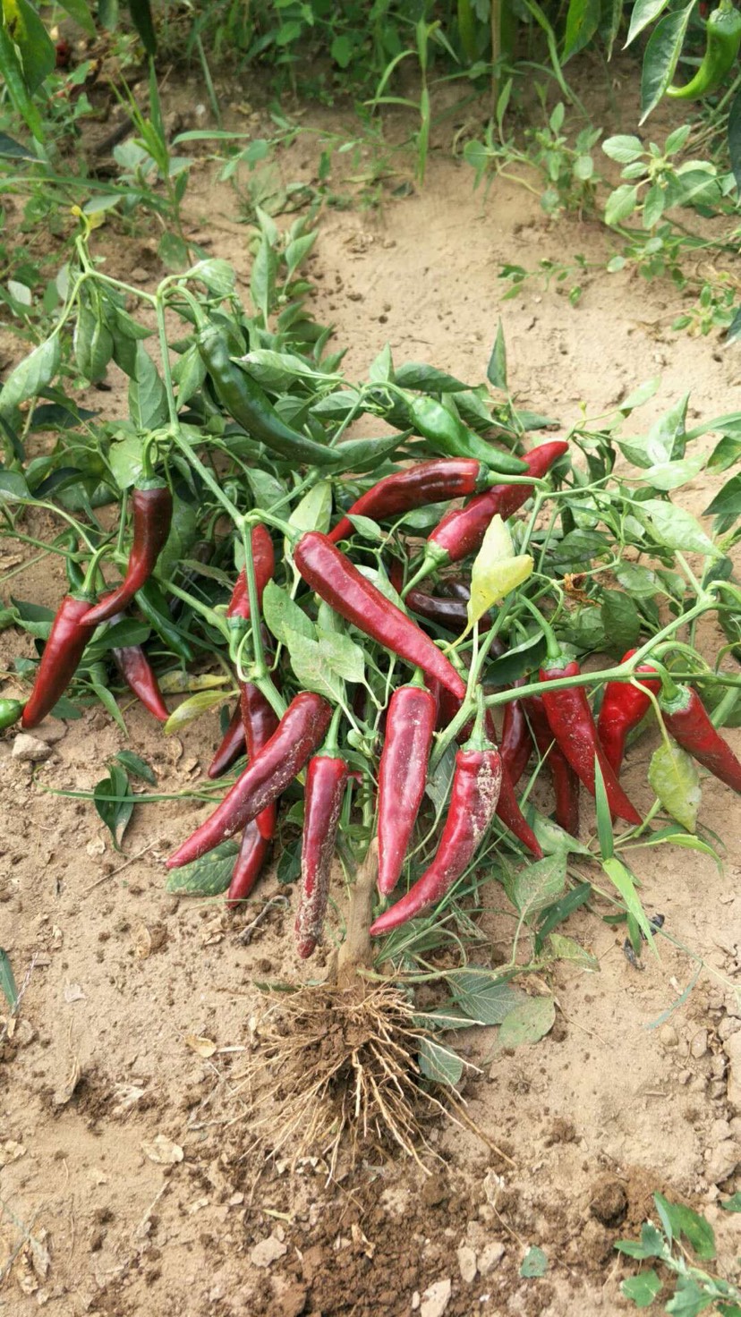 千金红辣椒 5cm以下 中辣 红色