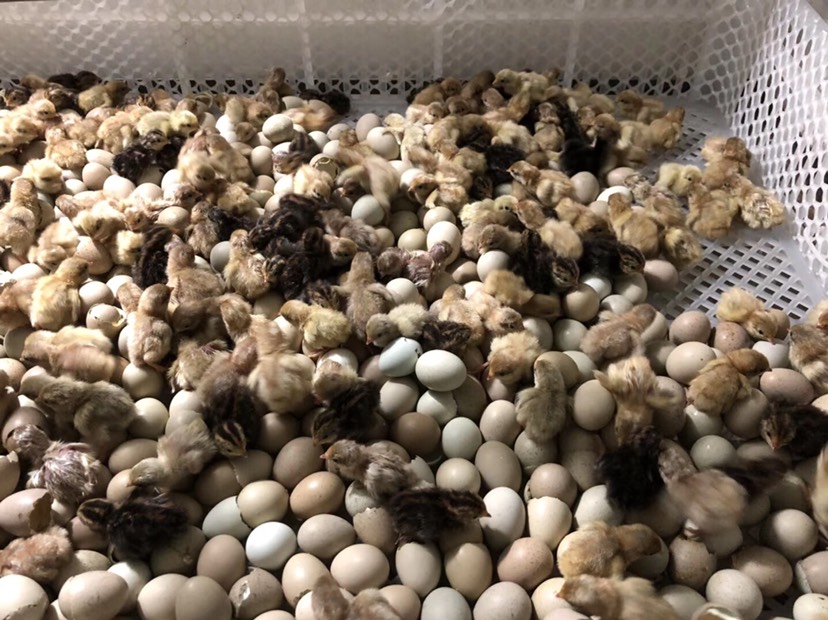 芦丁蛋芦丁鸡桂花雀可孵化受精种蛋