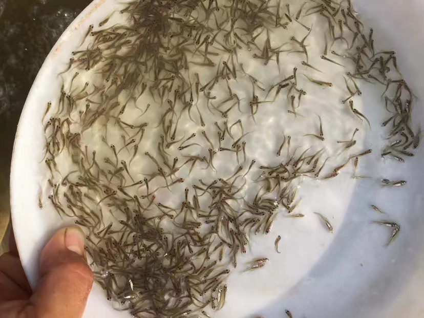 禾花鲤 禾花鲤鱼苗,自孵化水花