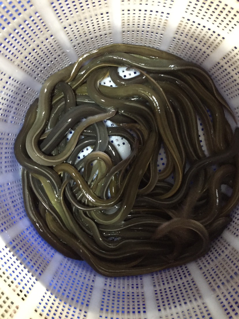 [鳗鱼苗批发] 白鳝鱼苗 淡水鳗鱼苗 鱼塘混养花鳗苗活体价格6.