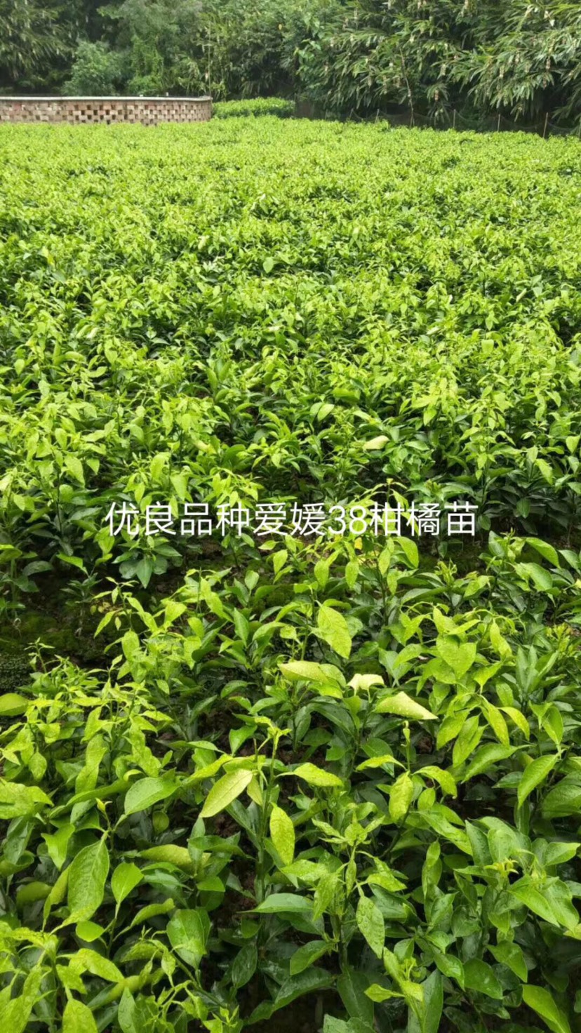 爱媛38号柑桔苗 柑橘苗 爱媛38 30-50cm 大量供应