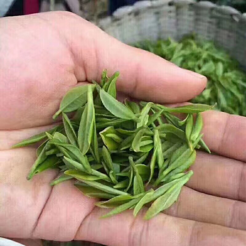 2019年新茶大岚高山云雾茶叶四明龙尖 余姚瀑布仙茗特价12