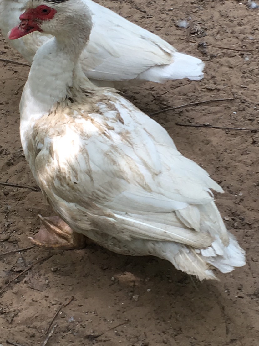 红嘴雁 