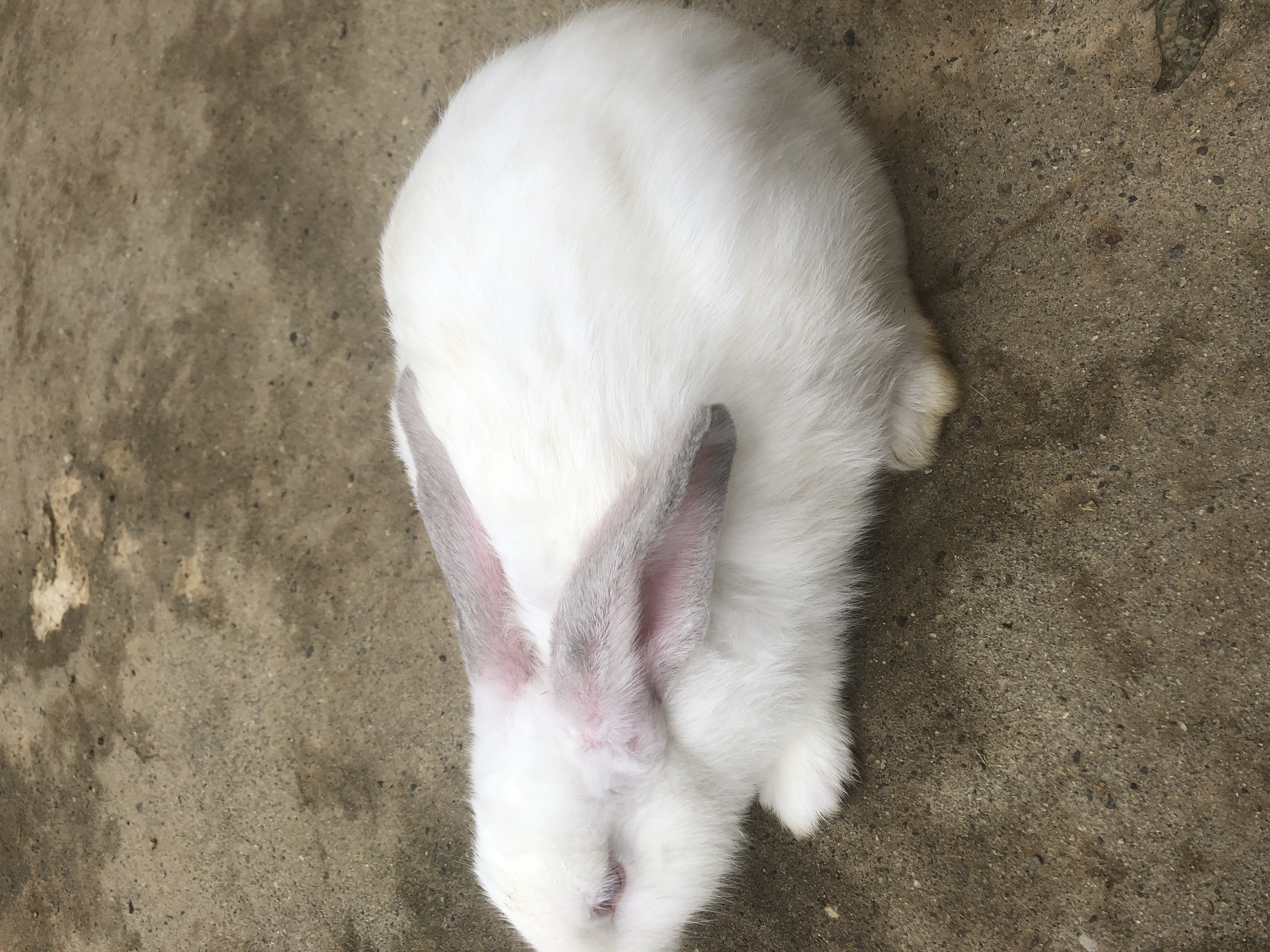供应大厅  禽畜肉蛋  兔子