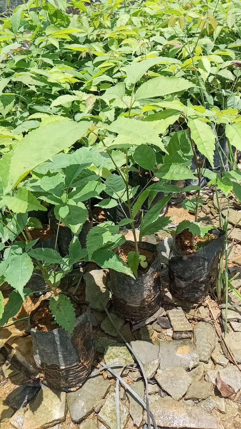 广东广州增城区紫花风铃木 多花紫花枫铃木袋苗