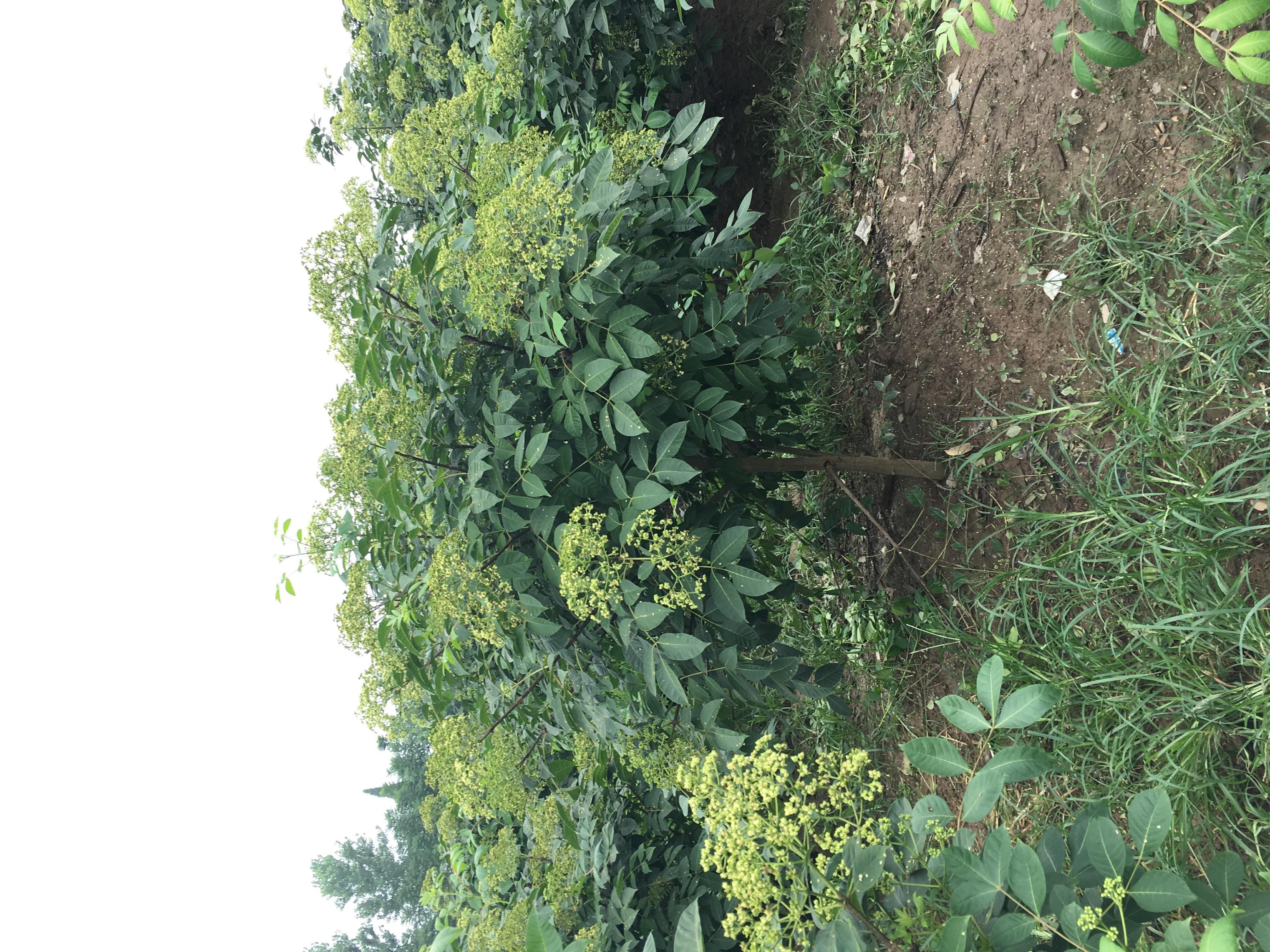吴茱萸苗吴茱萸高度1m