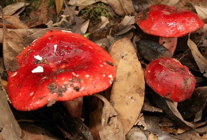 野生红菇