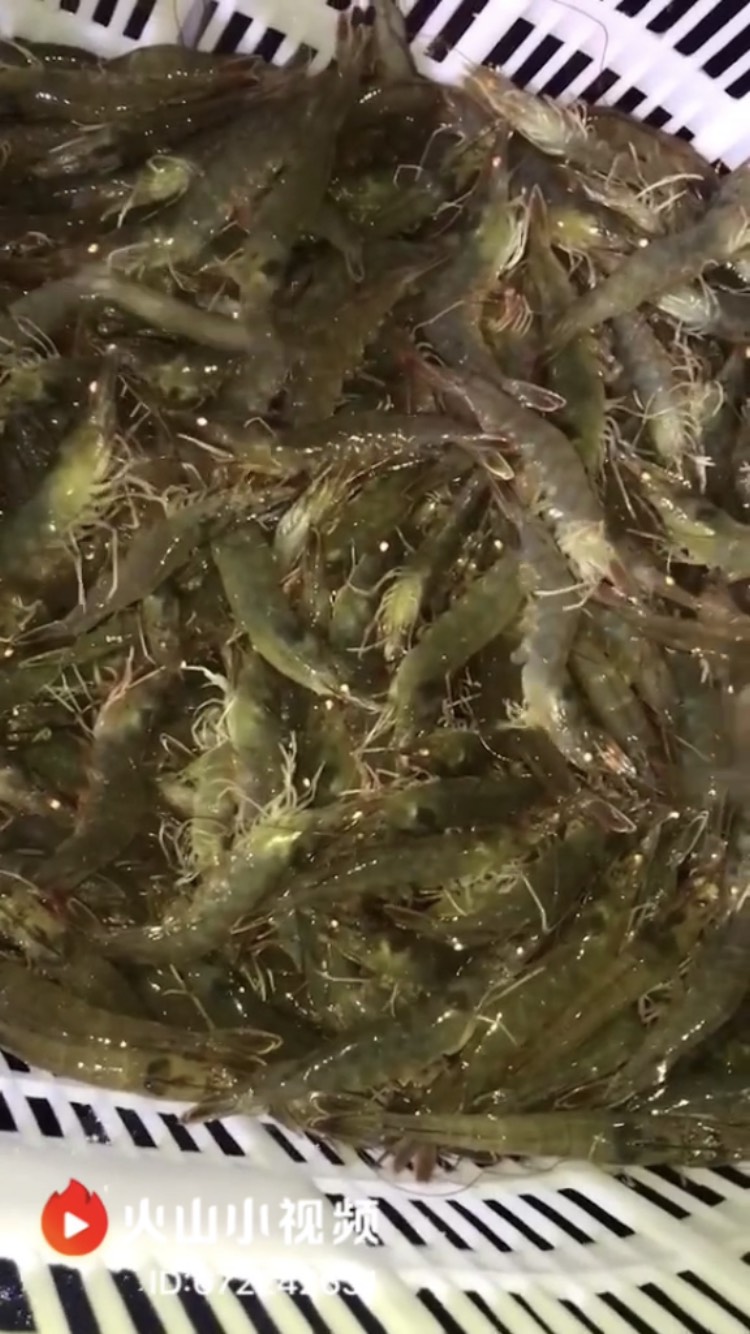 近缘新对虾海边围虾