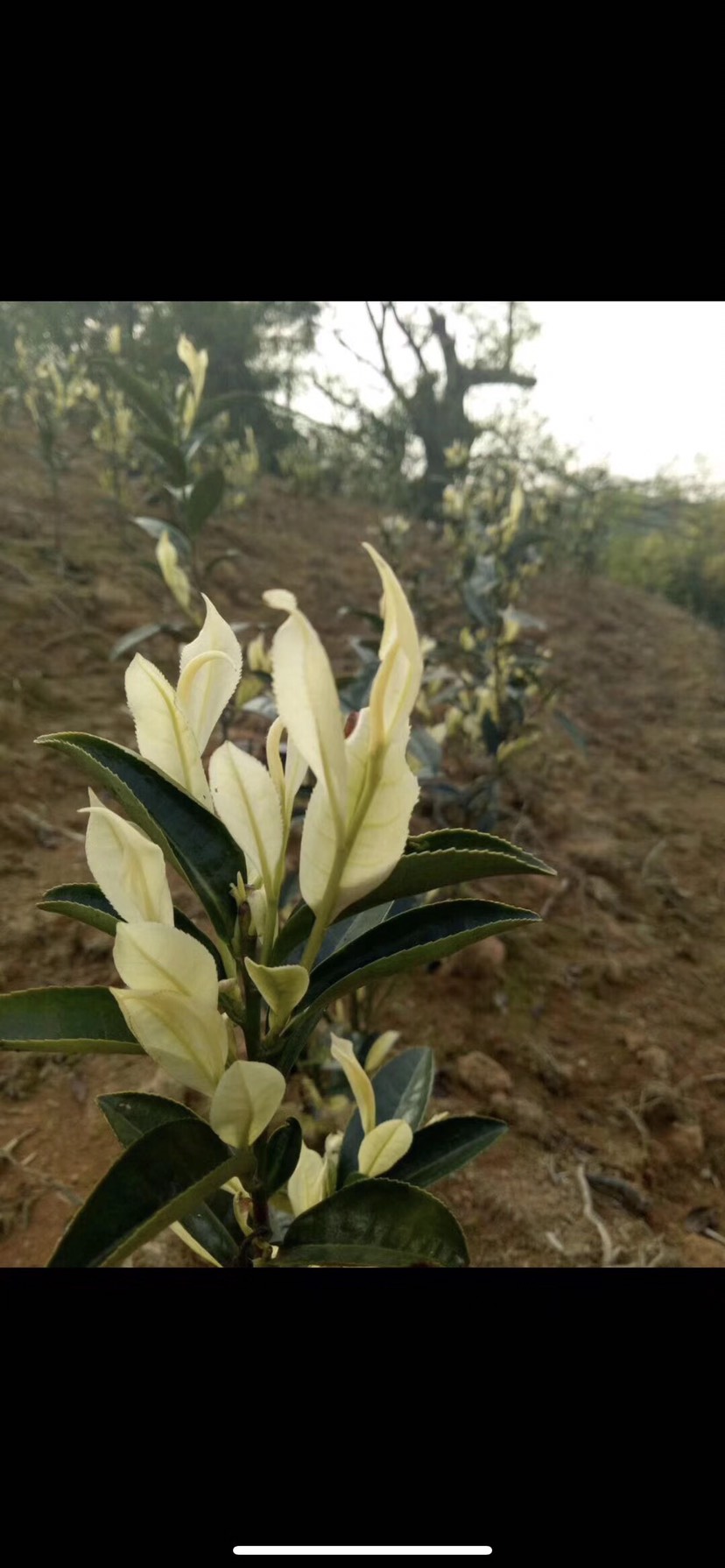 奶白茶树苗 特早奶白茶苗,新品种茶苗,奶白茶苗,小叶极白苗,极白茶苗