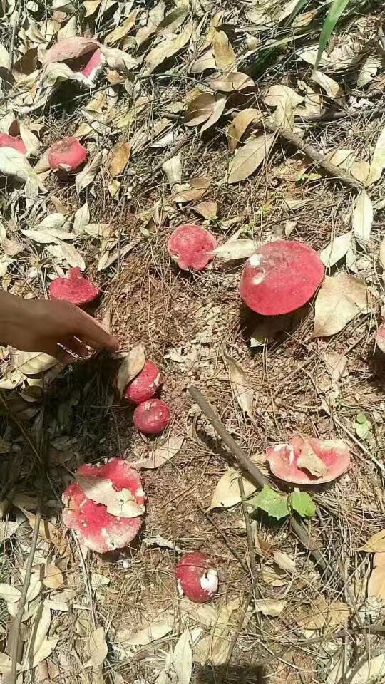 云南野生大红菌