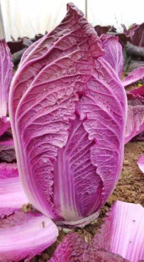 [紫白菜种子批发 千宝菜 紫色白菜种子 耐寒价格25元/袋 惠农网