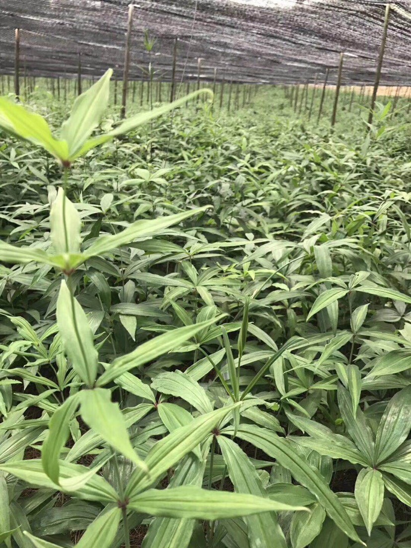 黄精种苗 云南红花滇黄精苗