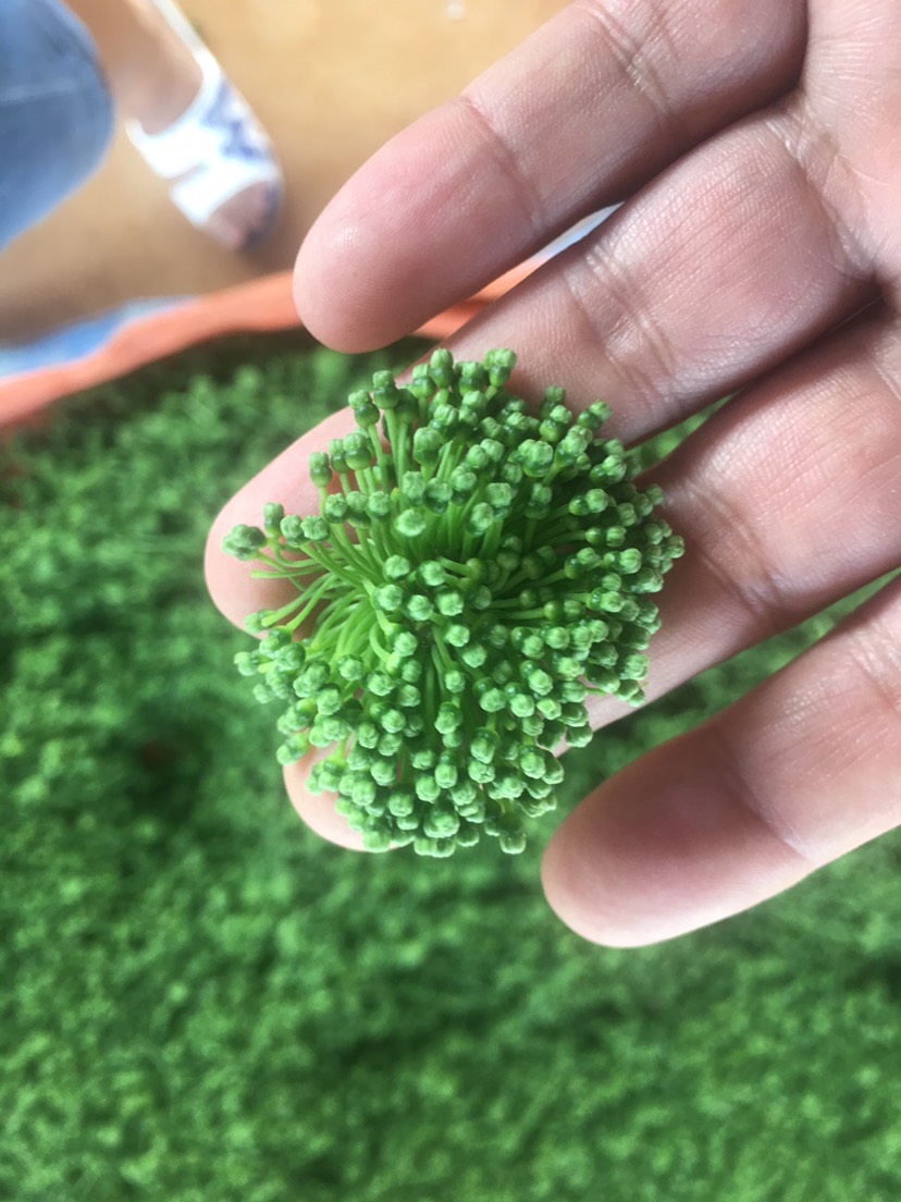 新鲜三七花