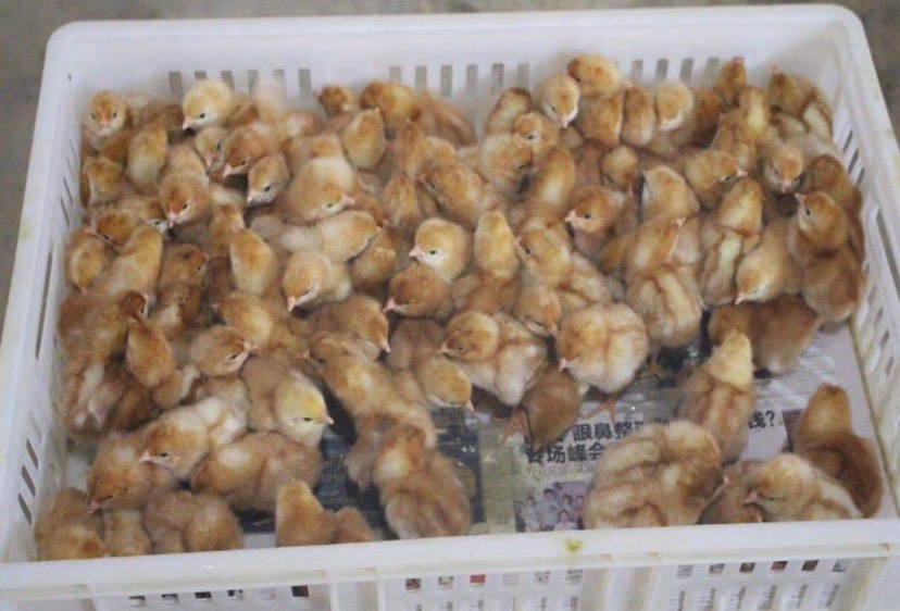 海兰褐蛋鸡苗 海兰褐蛋鸡·养殖场直销