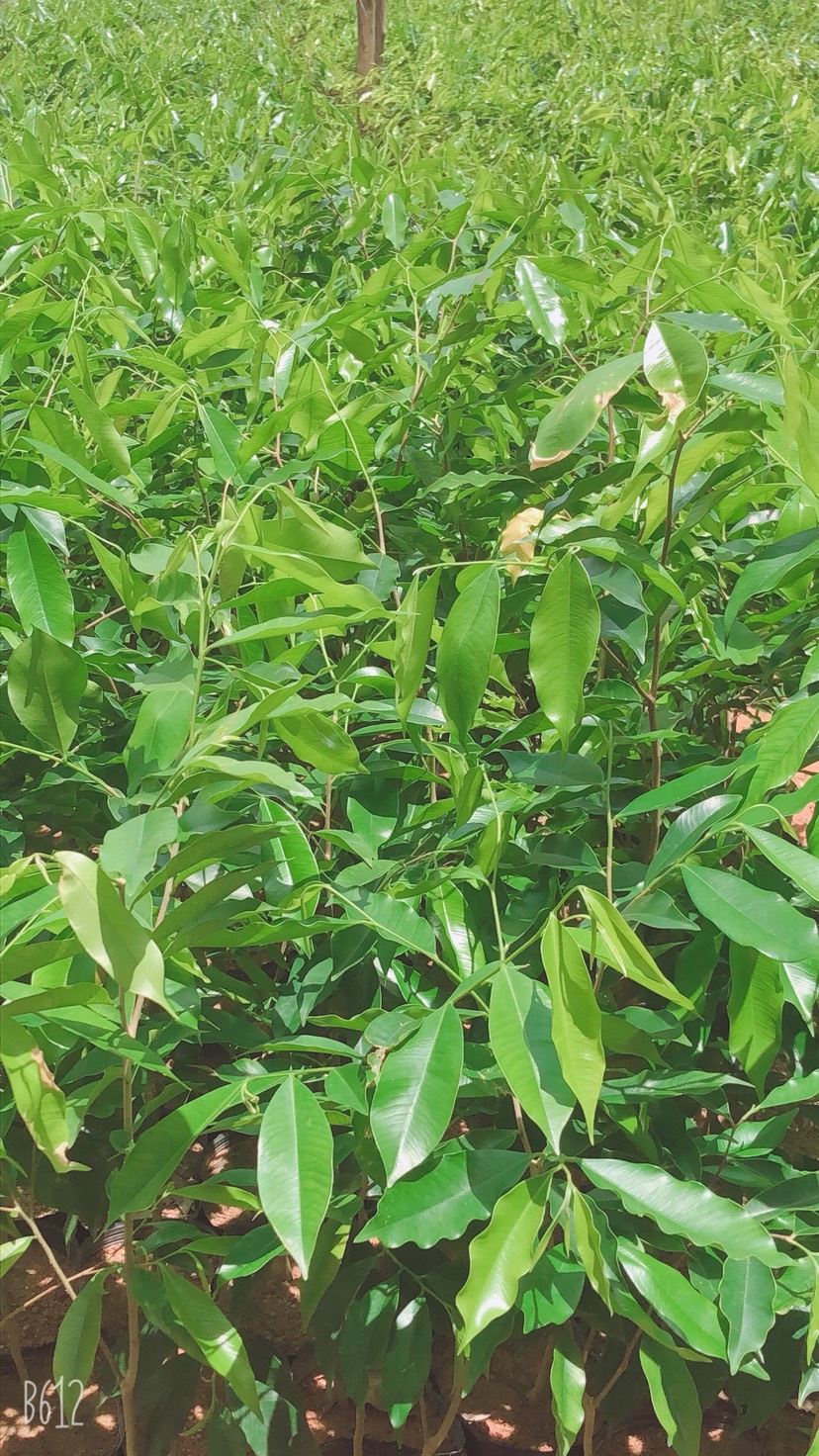 广西壮族自治区钦州市灵山县沉香 树,有一米高,有六十高,小杯苗通通有