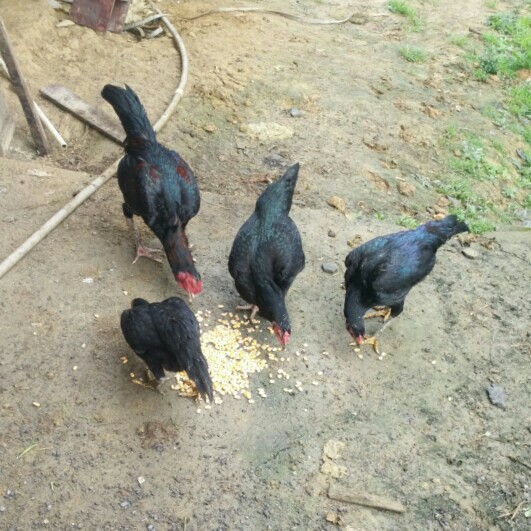 缅泰斗鸡纯种斗鸡长期供应各种斗鸡