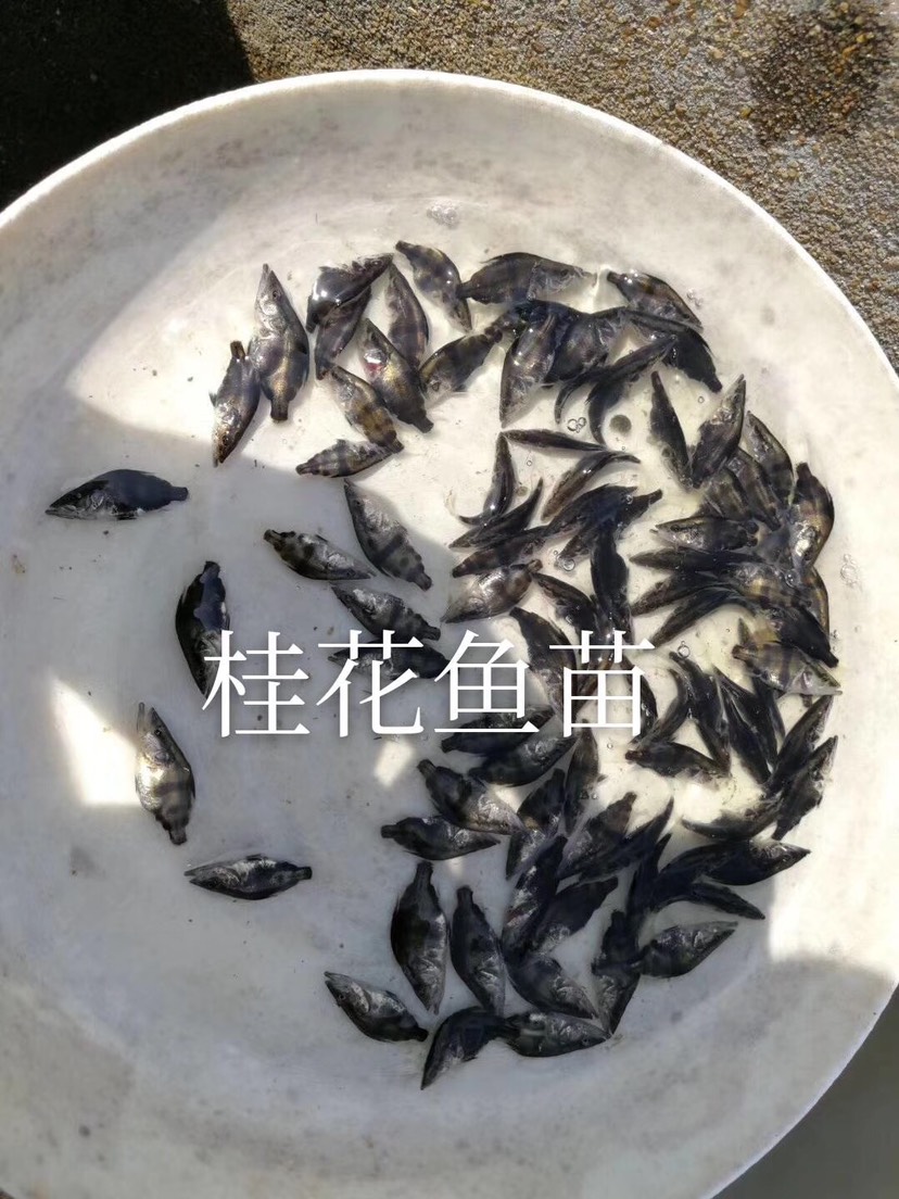 广东肇庆高要区 【精选】鳜鱼,桂花鱼苗