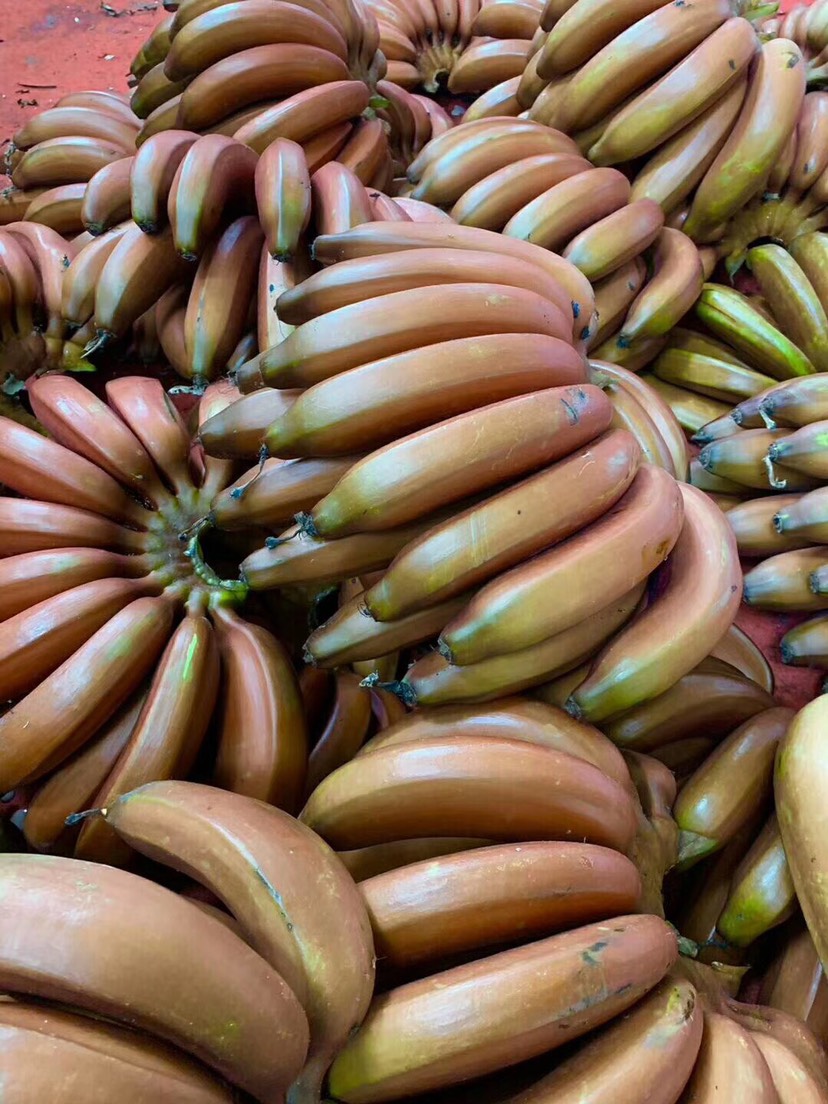 红香蕉 七成熟