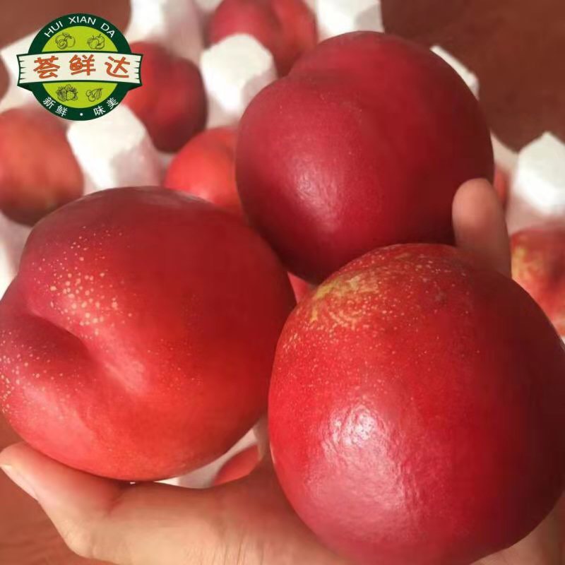 一件代发油桃皇后:红珊瑚油桃5斤净重