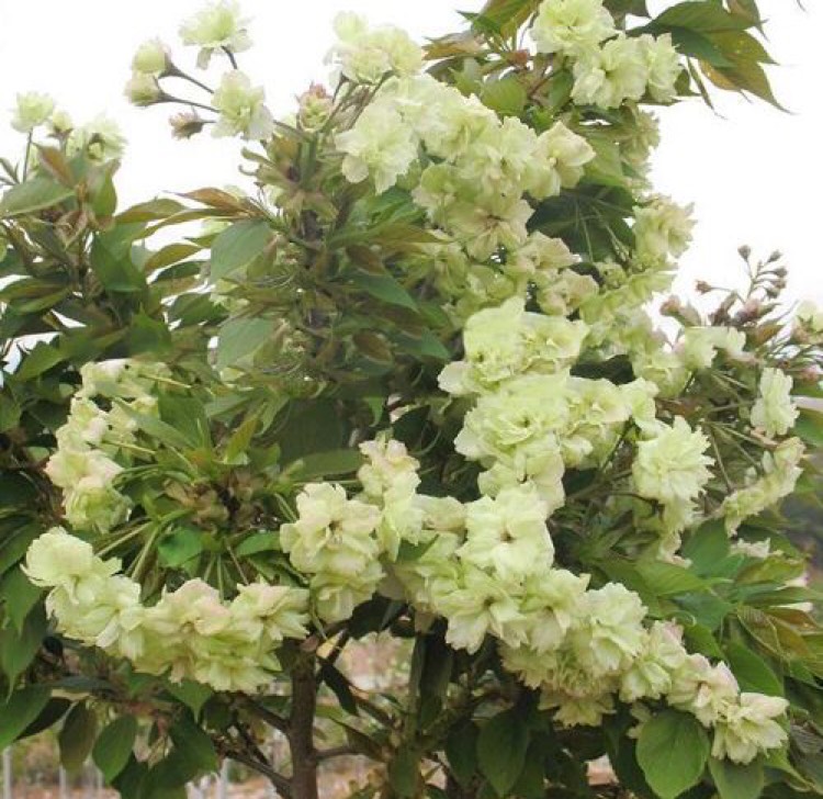 供应大厅  苗木花草  樱花  商家 身份认证: 经营模式:批发商