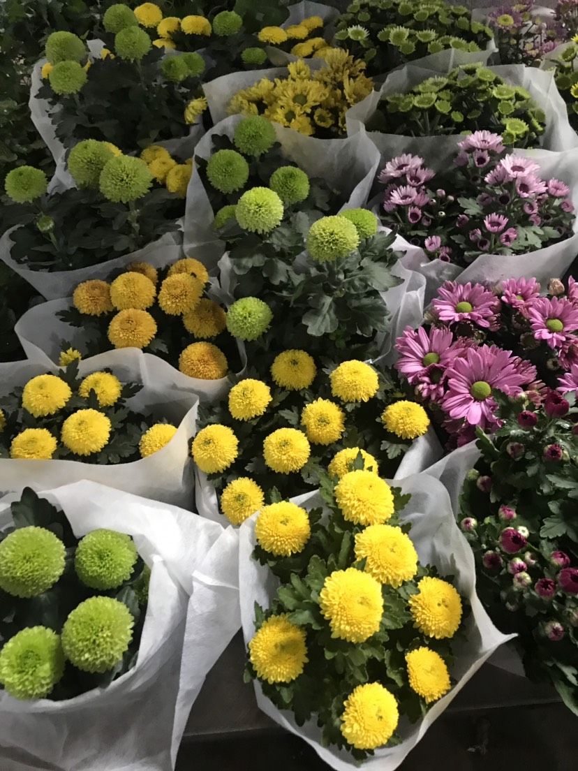 彩菊花苗 乒乓菊四季盆栽菊花