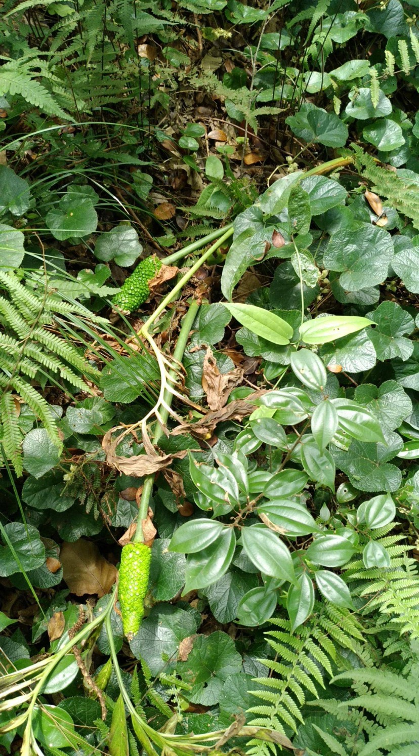 天南星,(学名:arisaema heterophyllumblume)天南星科草本植物,块茎