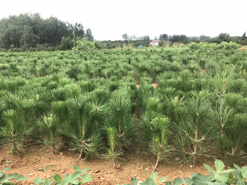 行情大厅  苗木花草  松树 黑松