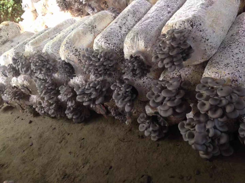 新疆塔城市边城优质蘑菇平菇头茬上市