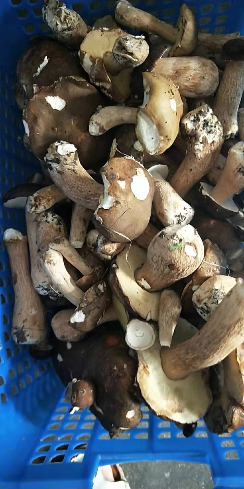 东北*生牛肝菌大量鲜货 速冻干片批发