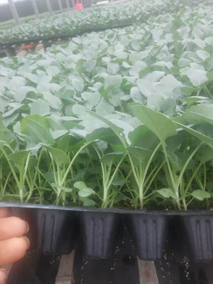 西兰花苗 优质种苗 精心培育 质量充足