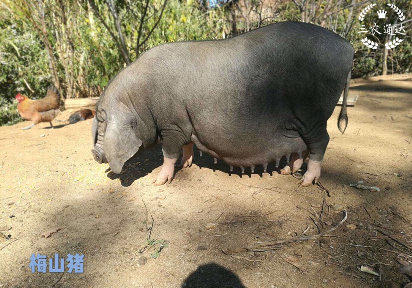 [太湖猪批发]猪 梅山猪高产母猪黑猪价格4100元/头 - 惠农网