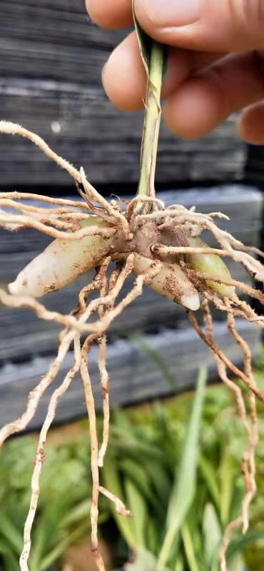 白花白芨苗 三叉白芨