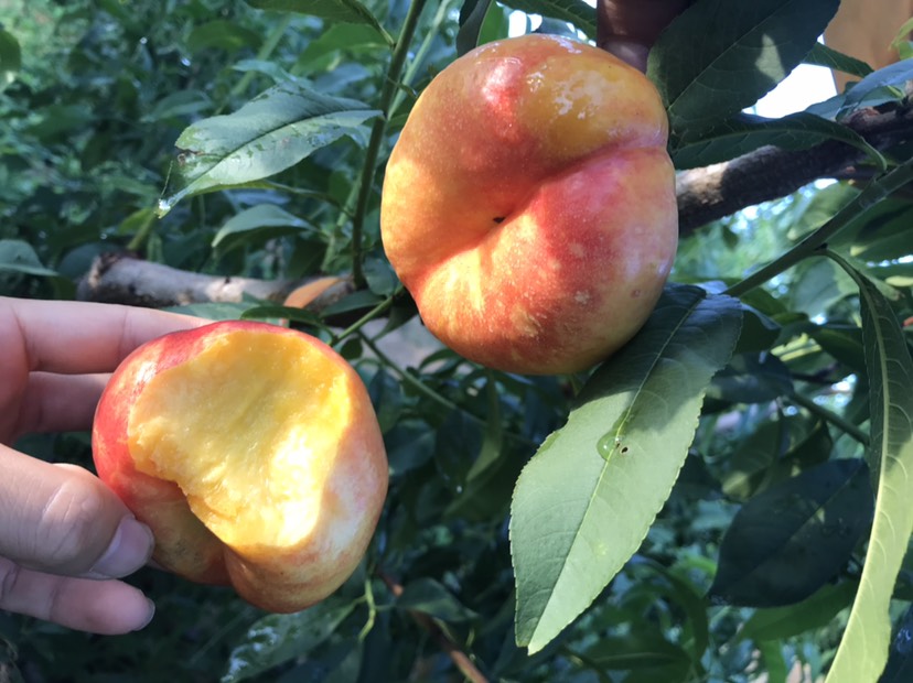 中油蟠7号桃苗 芒果味两年嫁接苗包品种 锦绣黄桃