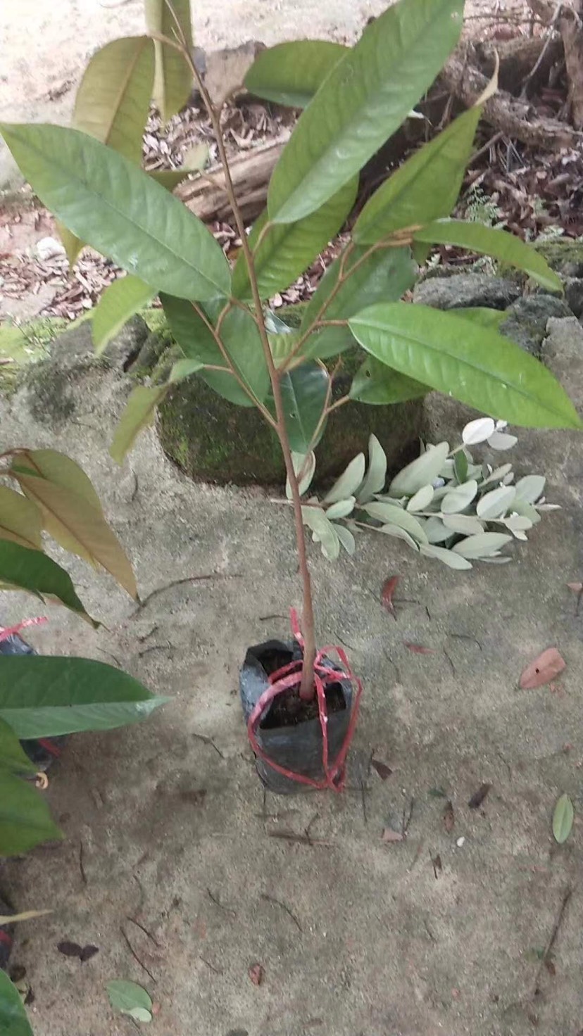 榴莲蜜树苗 榴莲蜜苗树 新品种嫁接果树苗南方种植菠萝蜜苗四季水果树