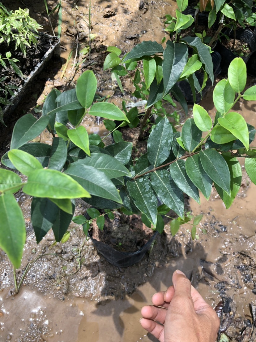 [肯不卡嘉宝果批发]肯不卡嘉宝果 嘉宝果艾斯卡价格34