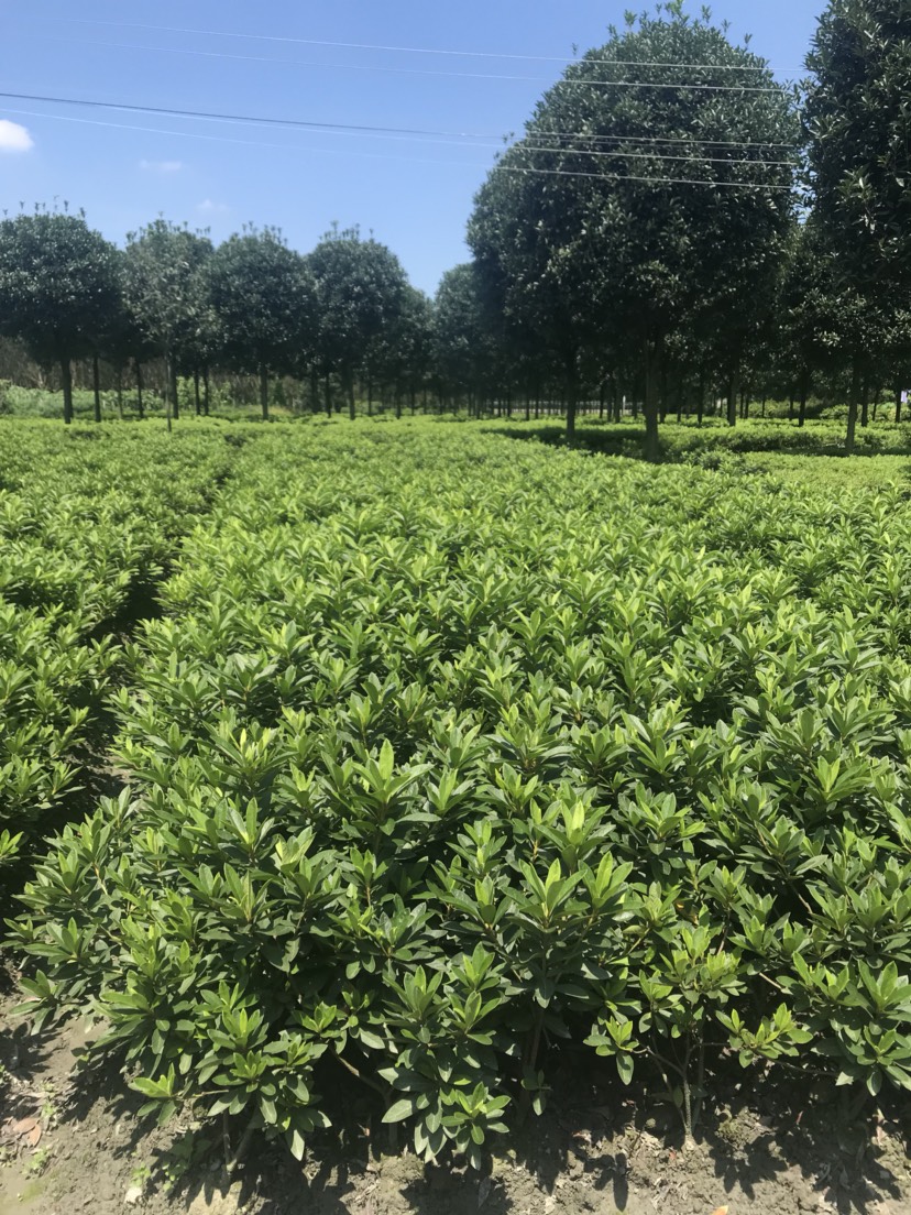 我刚发布了新供应信息[ 大叶毛杜鹃],想要货的老板欢迎找我咨询!