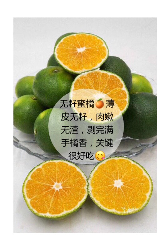 青皮蜜桔 云南无籽青皮蜜橘